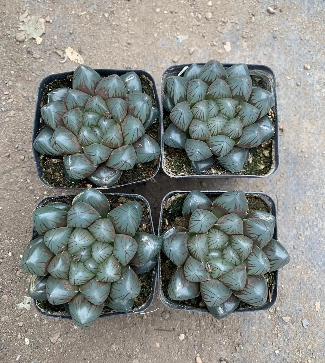 plant Aeonium Echeveria Haworthia  Caudex  Lithops Cactus  Agave 