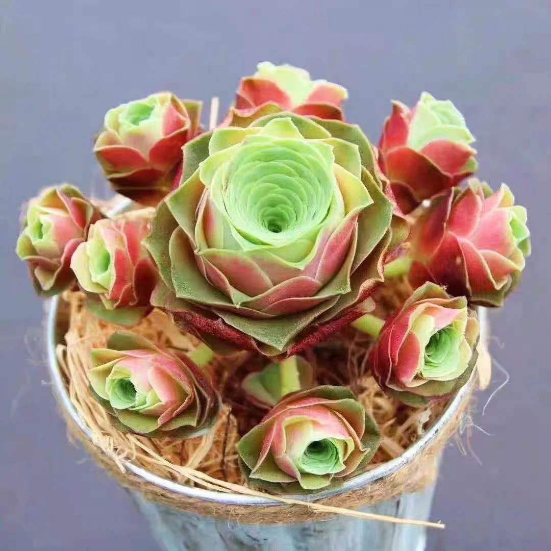 plant Aeonium Echeveria Haworthia  Caudex  Lithops Cactus  Agave 