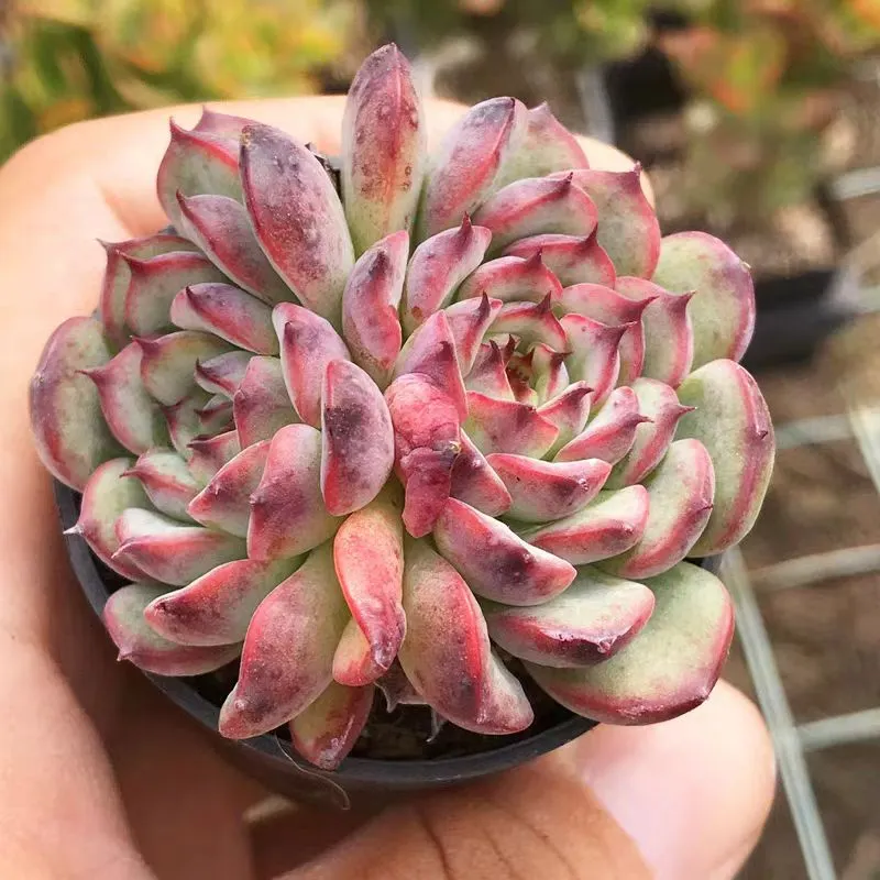 plant Aeonium Echeveria Haworthia  Caudex  Lithops Cactus  Agave 