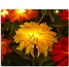 Solar Garden Decorative Light LED Rose Shape Stake Light for Garden Yard Backyard Waterproof