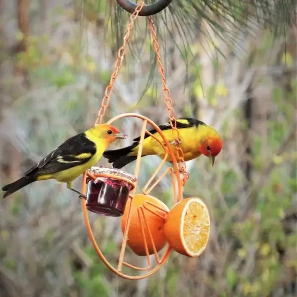2 In 1 Hummingbird Oriole Feeder