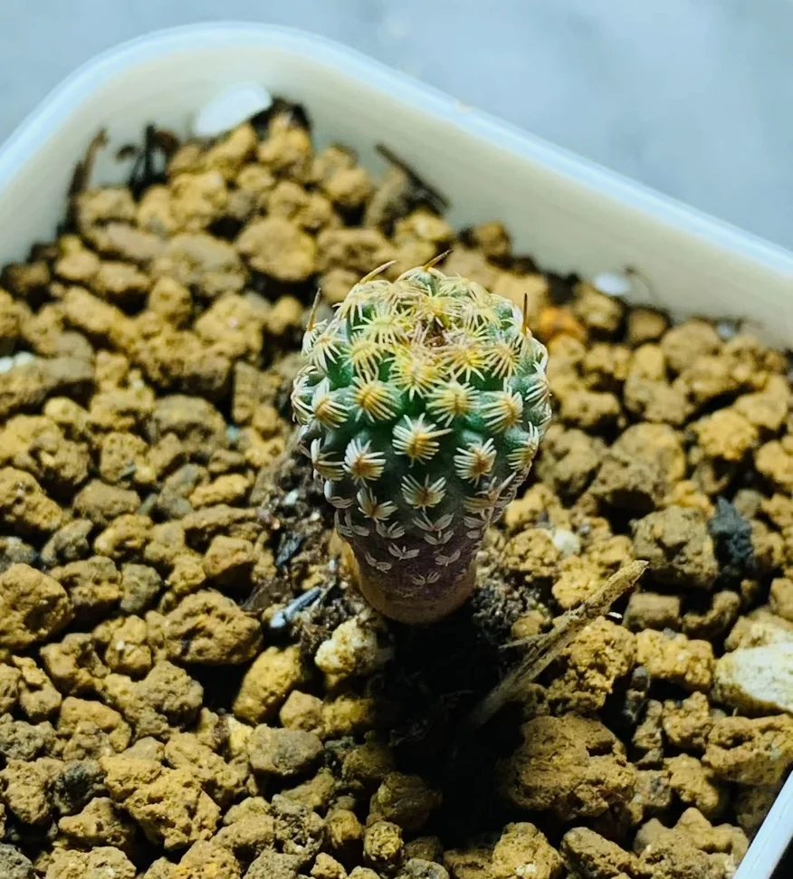 plant Aeonium Echeveria Haworthia  Caudex  Lithops Cactus  Agave 