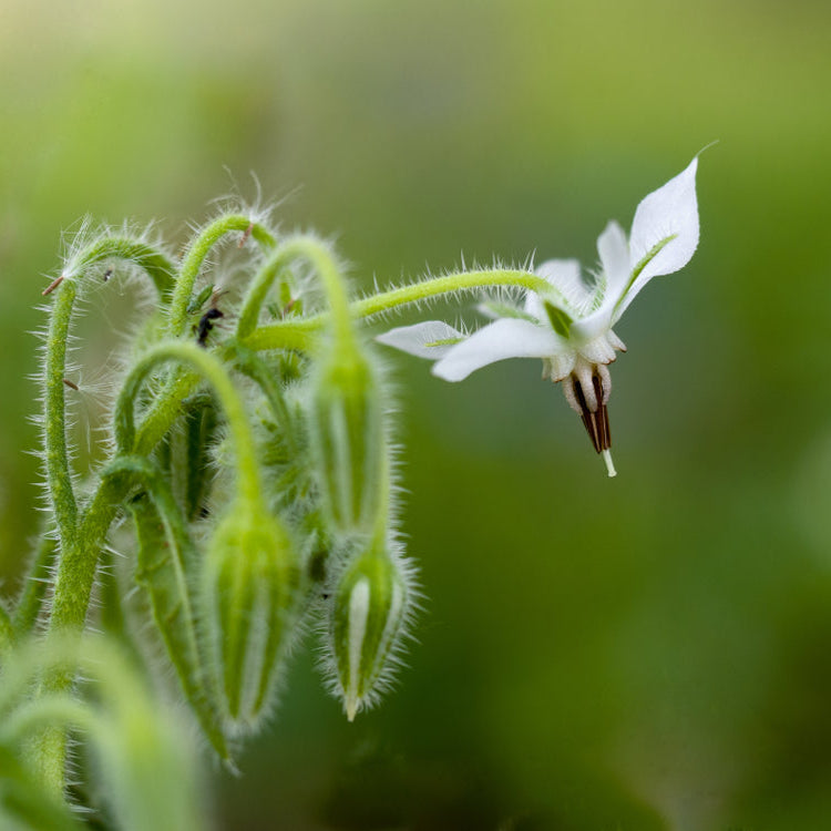 Borage White Flower | X 20 Seeds