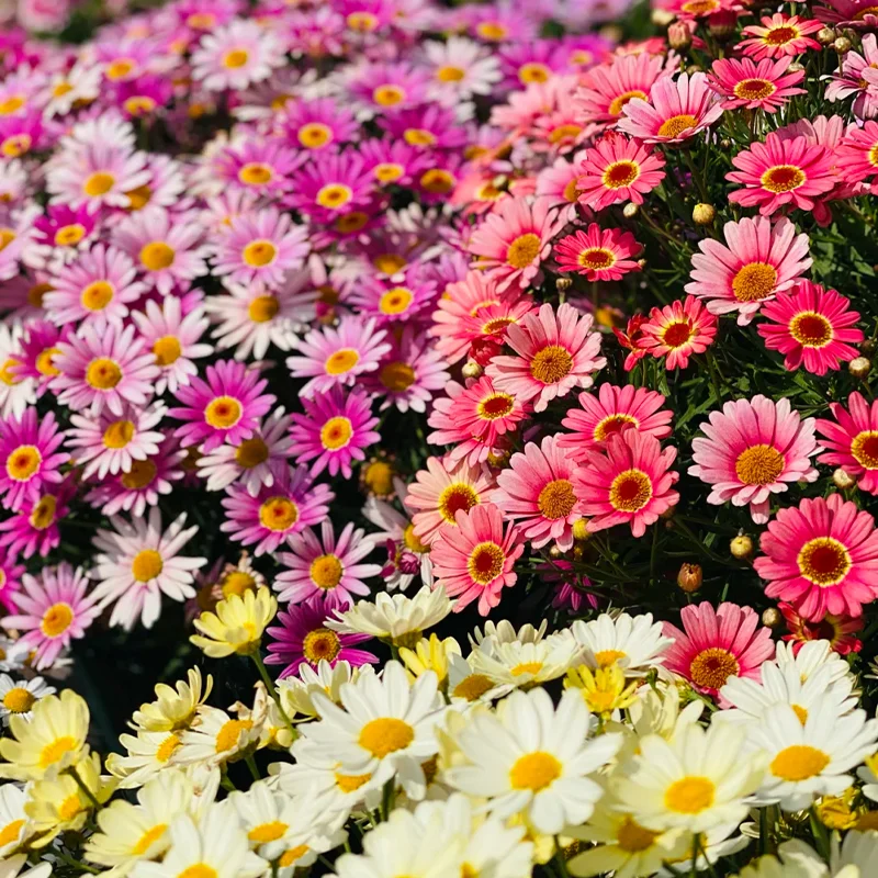 🌼Natural Mosquito Repellent - Pyrethrum seeds