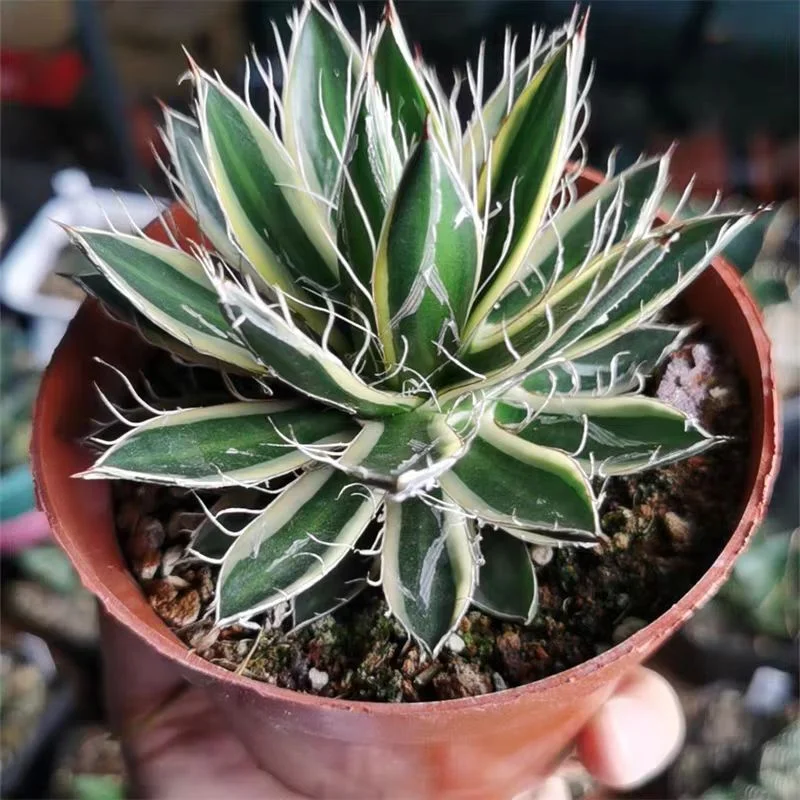 fk24.Agave parviflora Torr 10cm/Agave plants/ Succulent plants / Garden landscape / Carefully select healthy plants