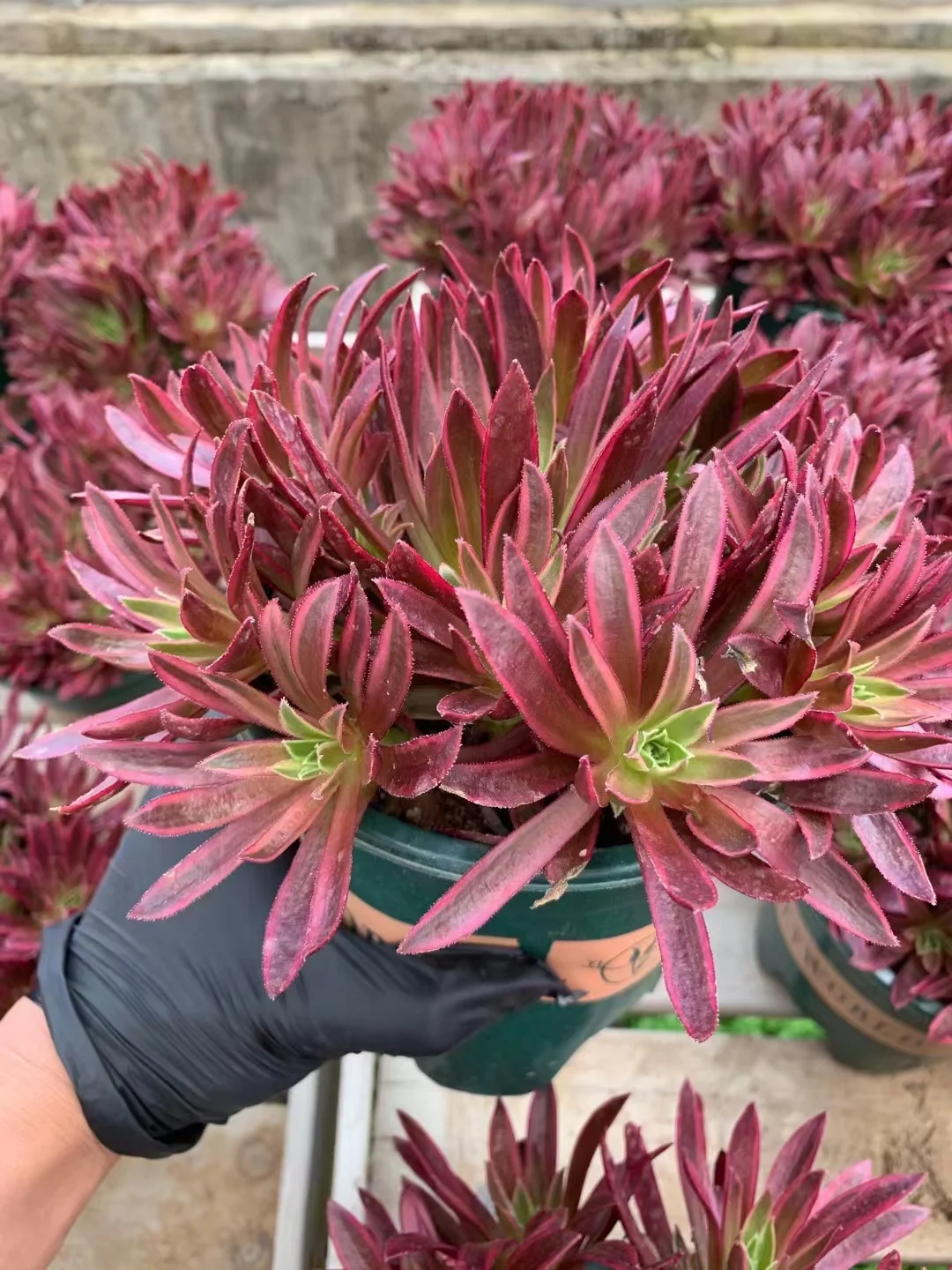 plant Aeonium Echeveria Haworthia  Caudex  Lithops Cactus  Agave 