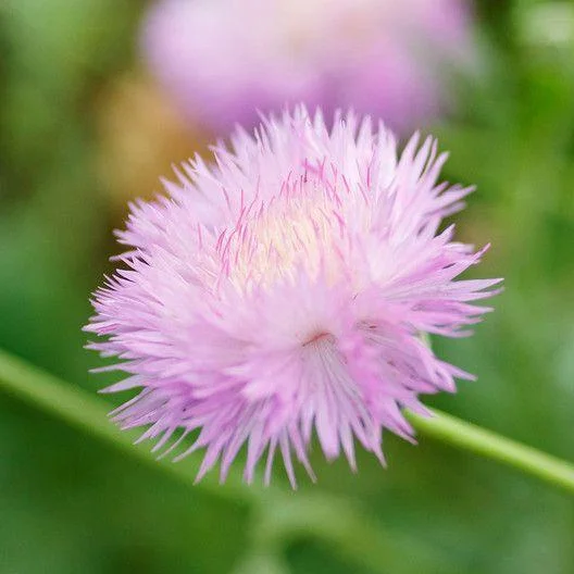 CORNFLOWER SEEDS - IMPERIALIS MIX