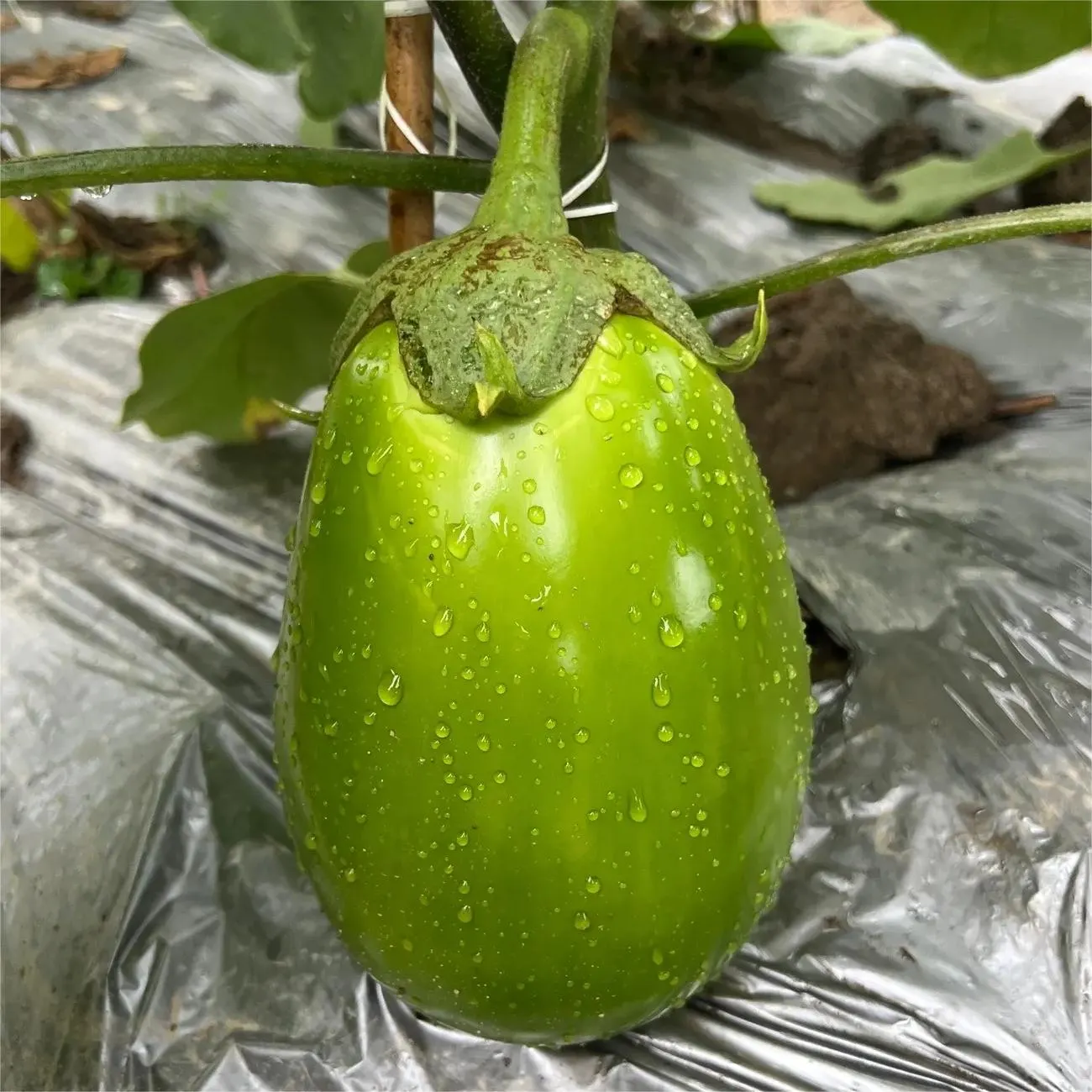 🍆 Nubia Eggplant Vegetable Seeds-Striped eggplant