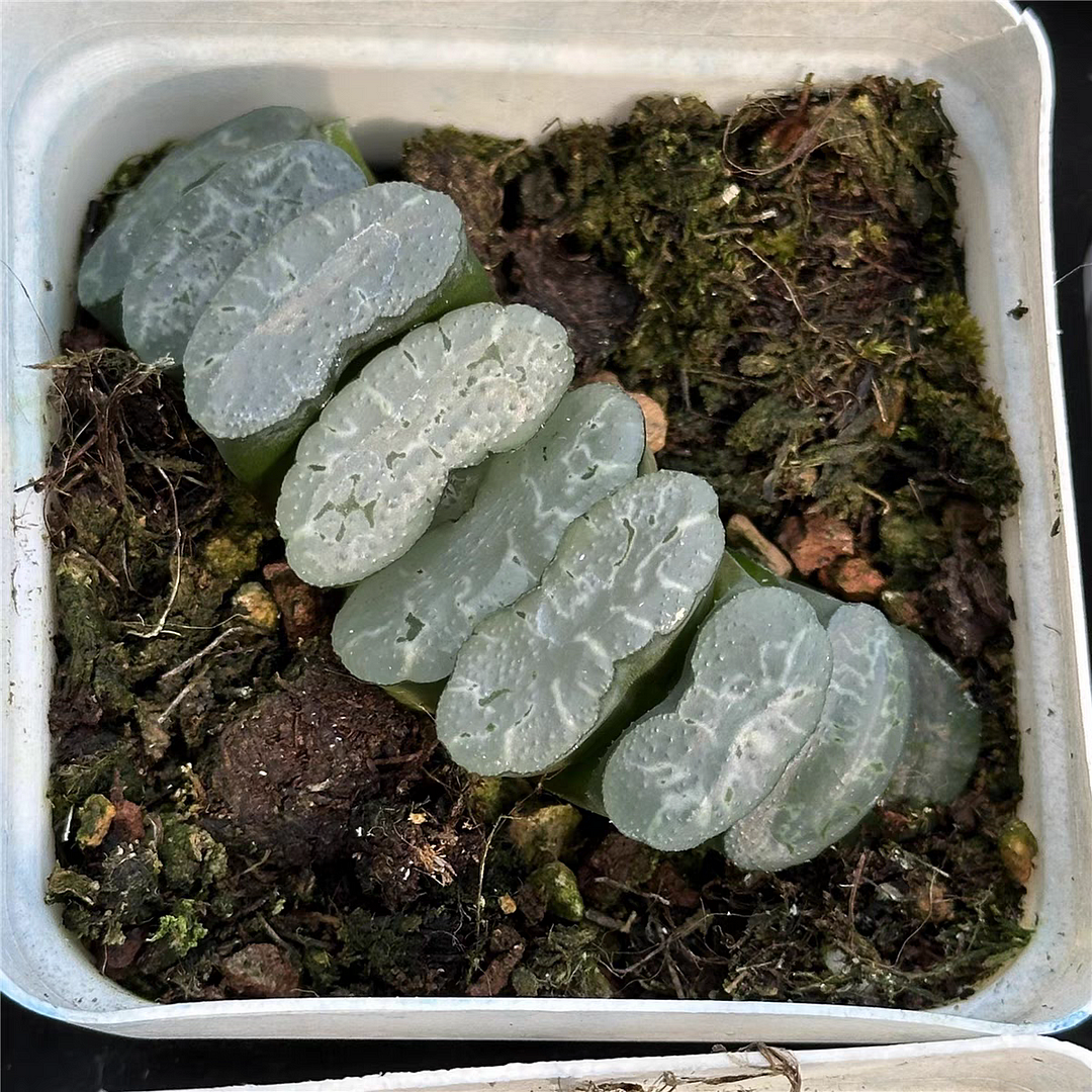 bjbm20.Haworthia Truncata star shadow 4-5cm/ Haworthia/ Succulent plants / Garden landscape / Carefully select healthy plants