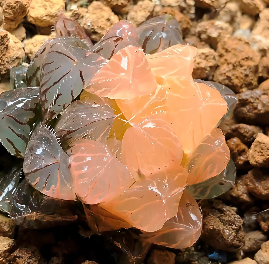 plant Aeonium Echeveria Haworthia  Caudex  Lithops Cactus  Agave 