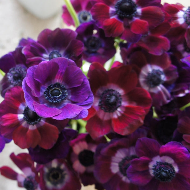 Anemone Marianne Plus Grape Flower | X 20 Seeds
