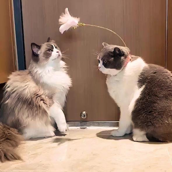 Feather collar funny cat toy