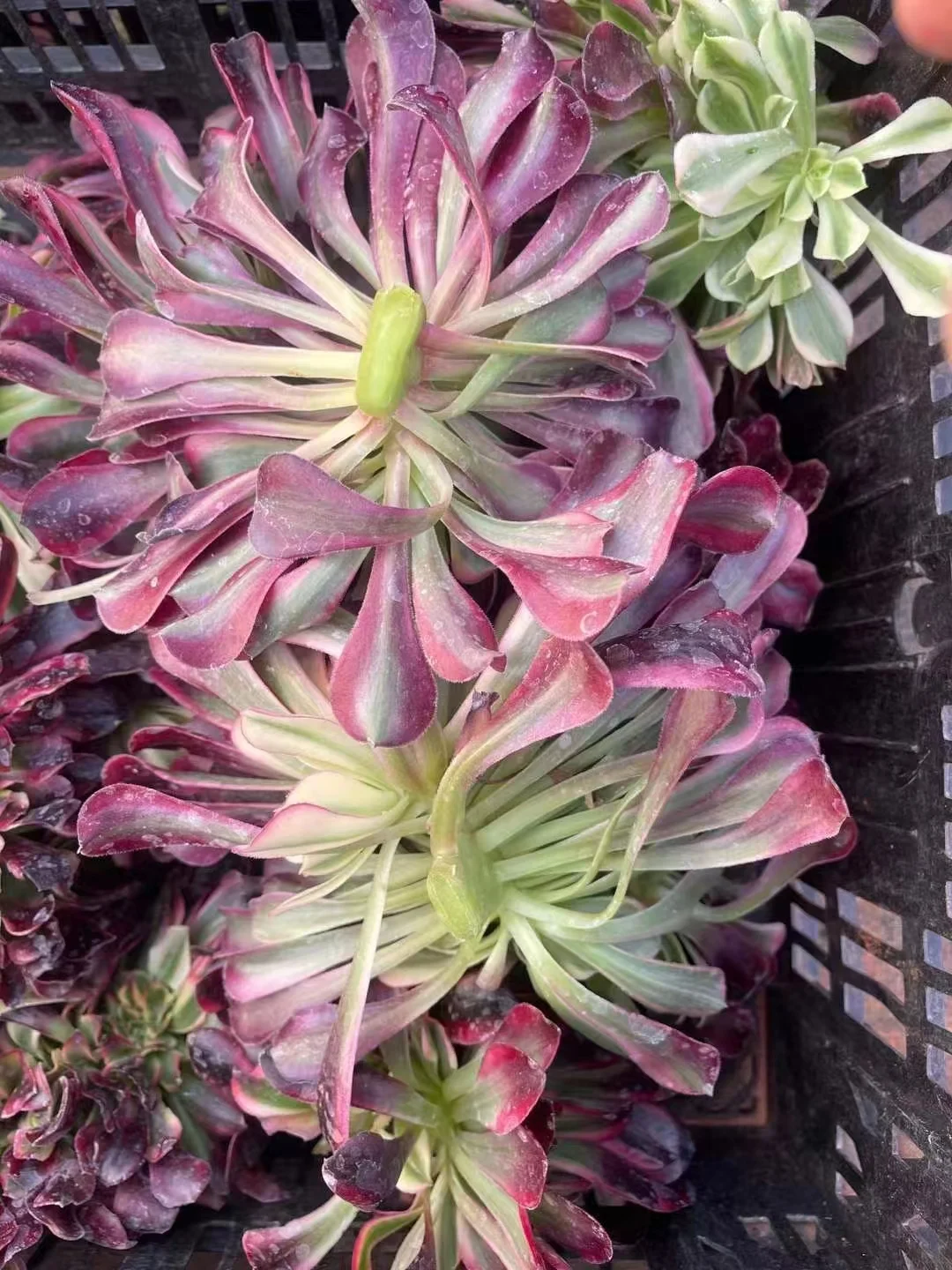 plant Aeonium Echeveria Haworthia  Caudex  Lithops Cactus  Agave 