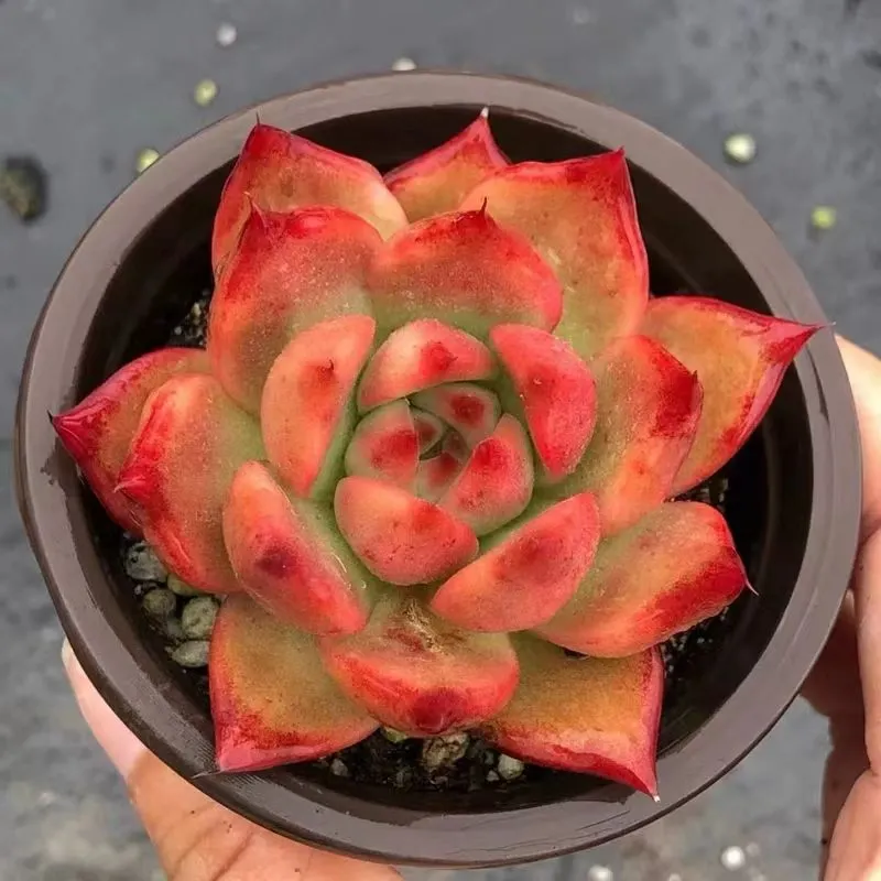 plant Aeonium Echeveria Haworthia  Caudex  Lithops Cactus  Agave 