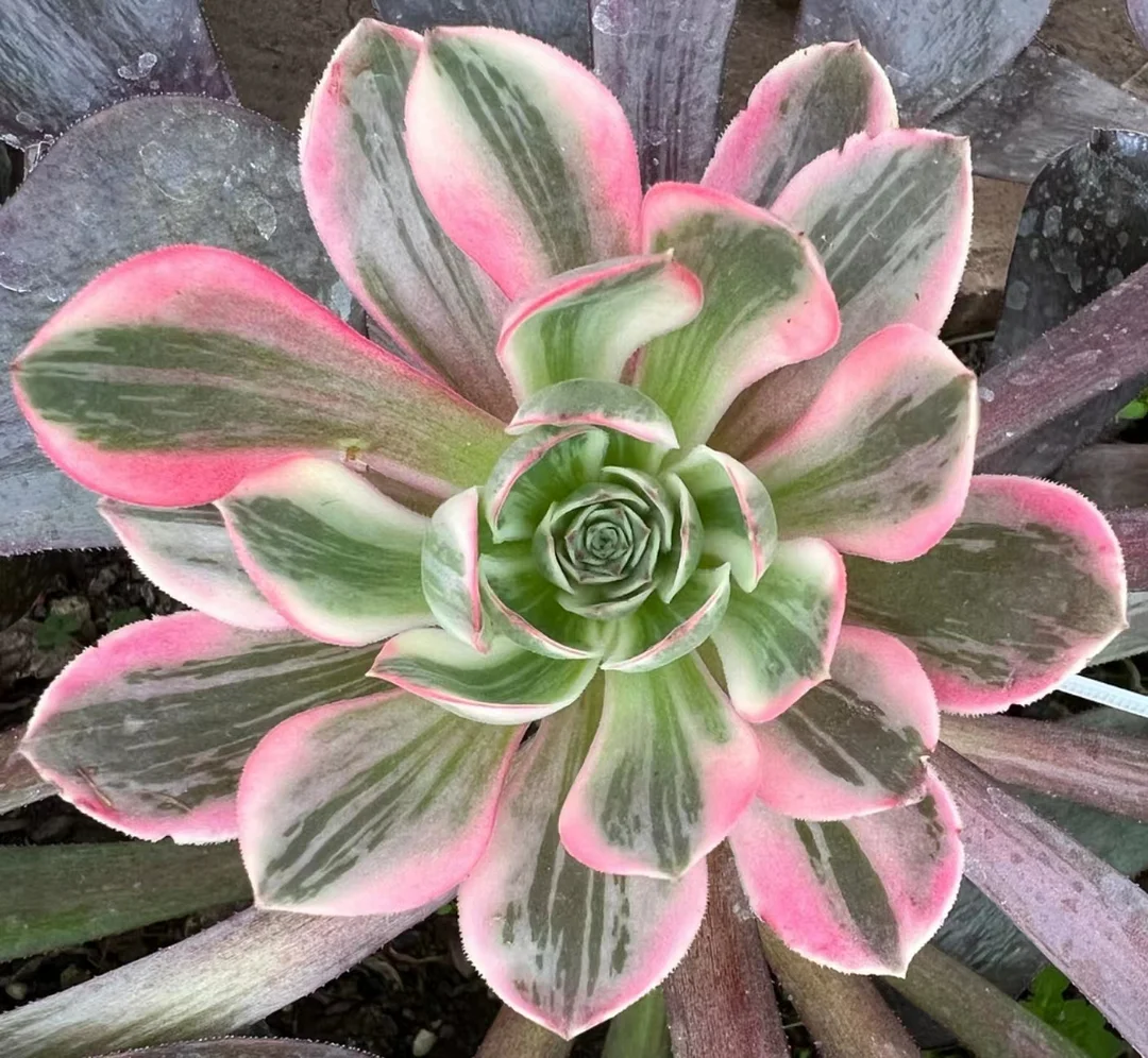 272.Pink fairy single head and cutting /Aeonium plants/ Succulent plants / Garden landscape / Carefully select healthy plants