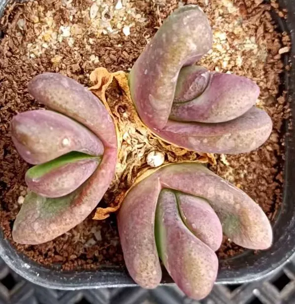 plant Aeonium Echeveria Haworthia  Caudex  Lithops Cactus  Agave 