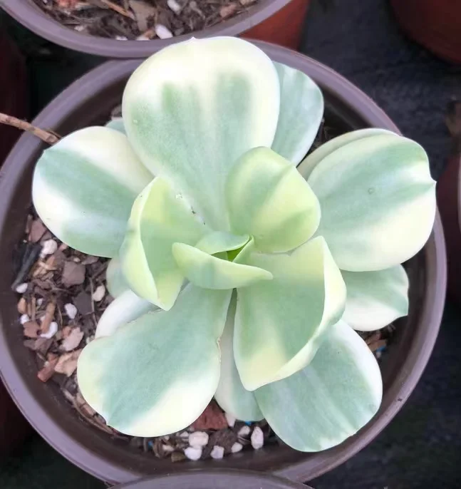 plant Aeonium Echeveria Haworthia  Caudex  Lithops Cactus  Agave 