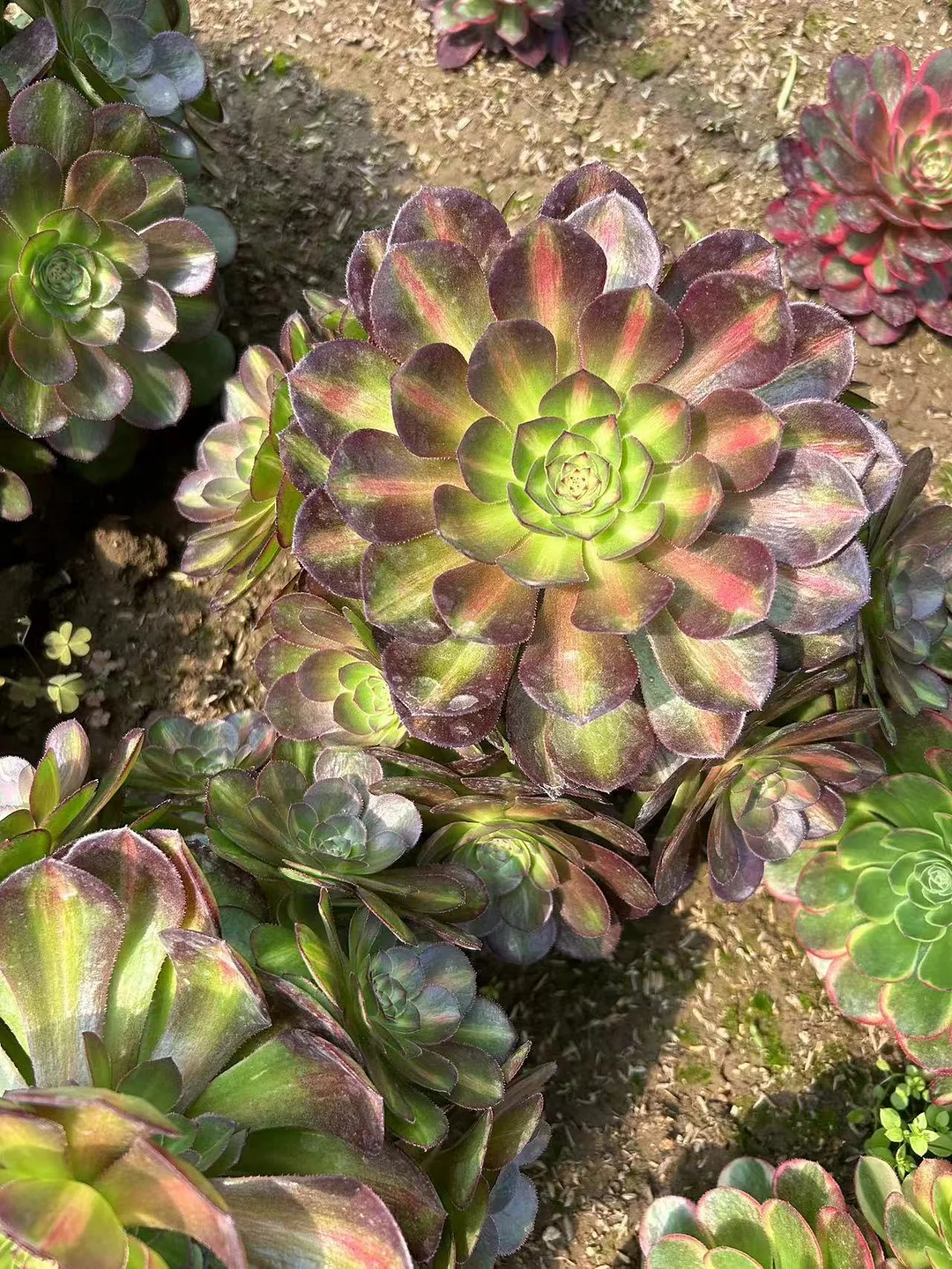 plant Aeonium Echeveria Haworthia  Caudex  Lithops Cactus  Agave 