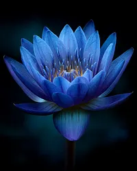 Blue Lotus Glow - Diamond Painting