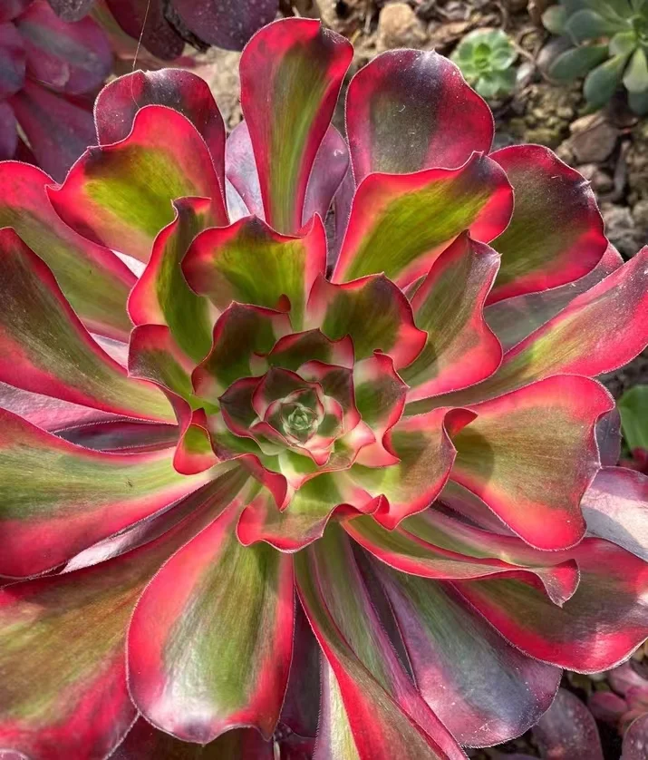 plant Aeonium Echeveria Haworthia  Caudex  Lithops Cactus  Agave 