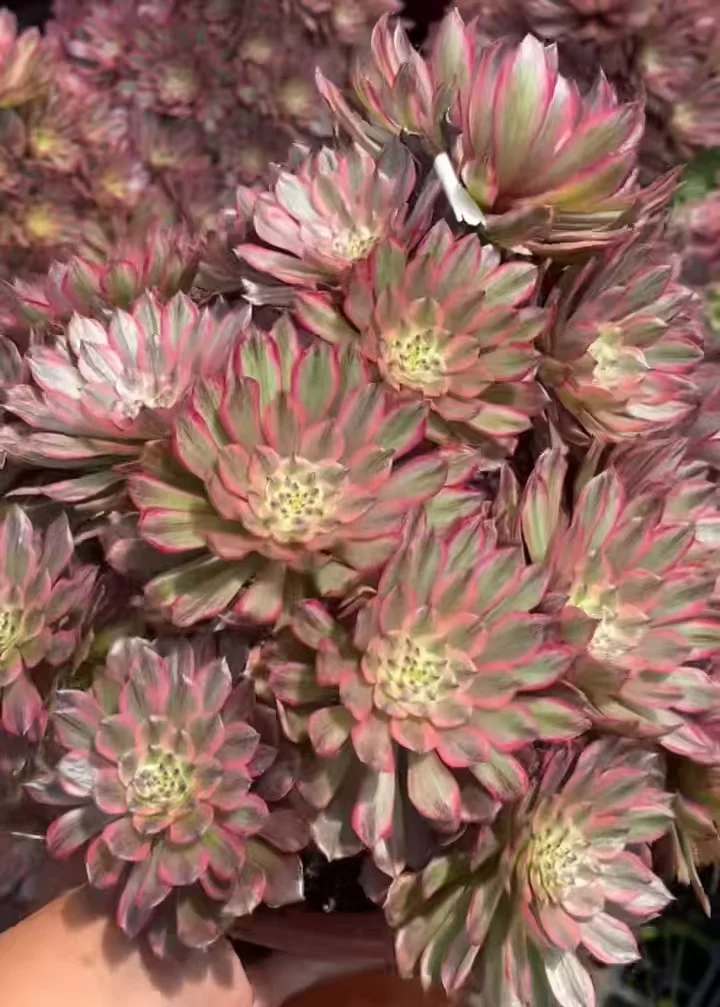 427. Hua li single head and cutting/Aeonium single head and cutting/Aeonium plants / Succulent plants /Garden landscape / Carefully select healthy plants