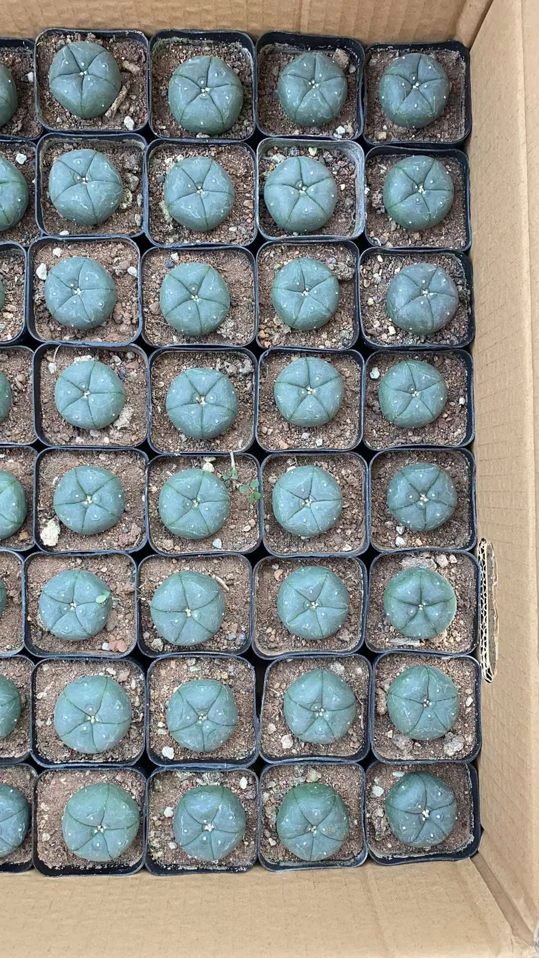 plant Aeonium Echeveria Haworthia  Caudex  Lithops Cactus  Agave 