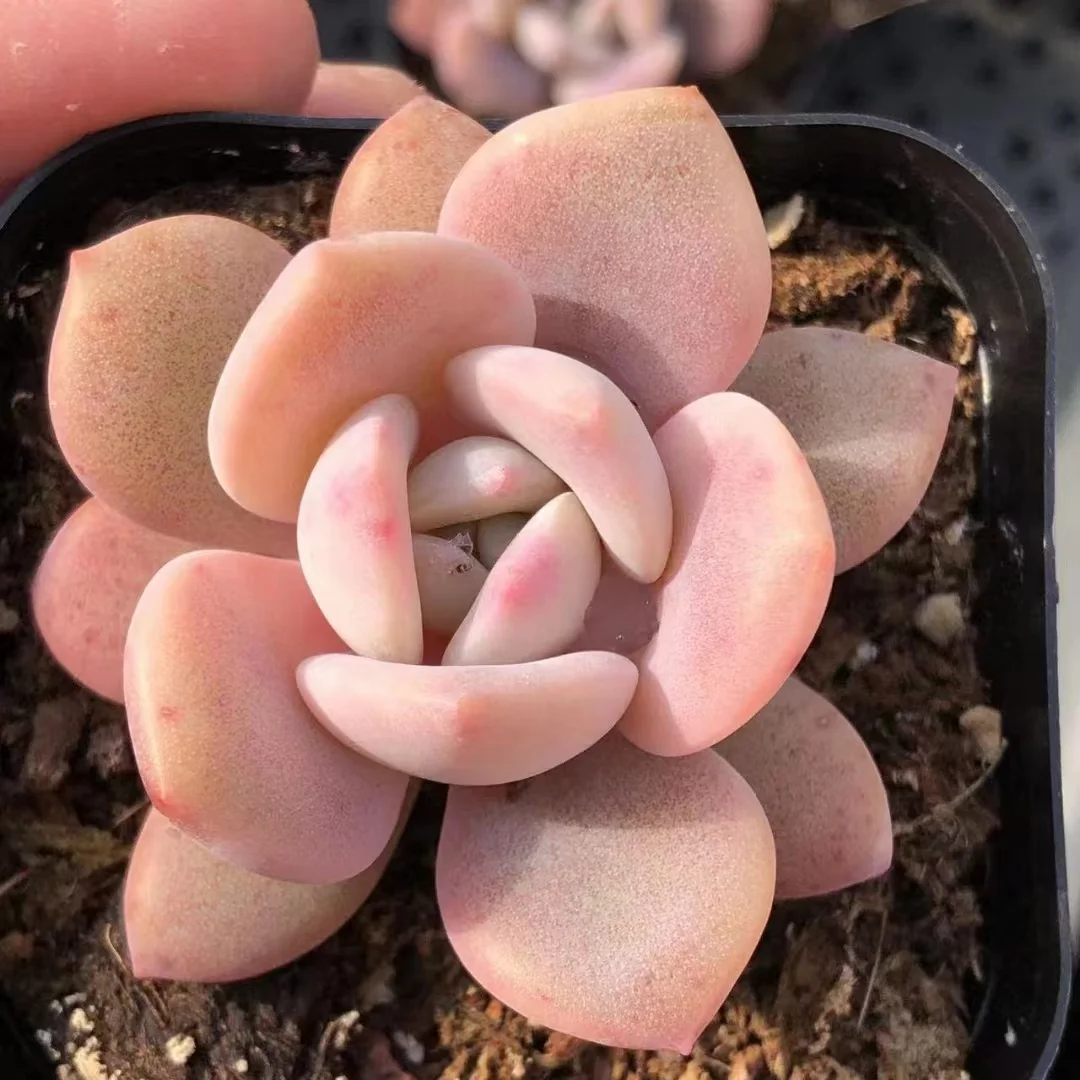 902. Echeveria Black tea single head 4-5cm / Echeveria/ Succulent plants / Garden landscape / Carefully select healthy plants