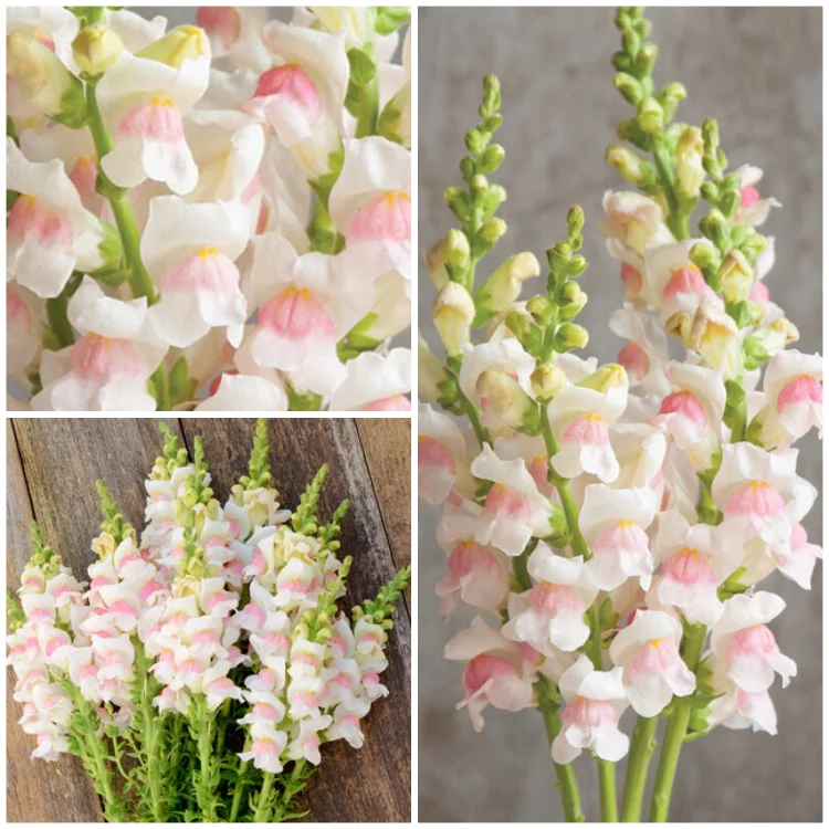 🌸APPLE BLOSSOM SNAPDRAGON Flower Seeds-Extremely romantic flowers💕