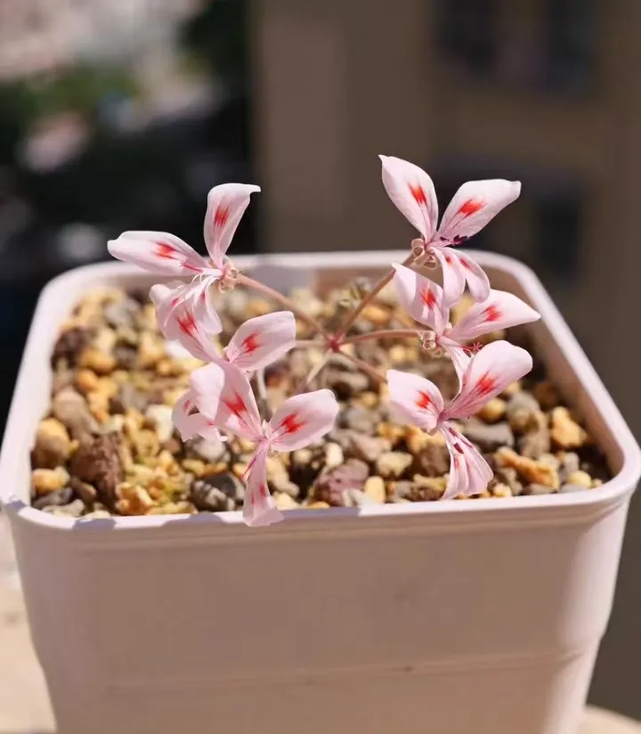 plant Aeonium Echeveria Haworthia  Caudex  Lithops Cactus  Agave 