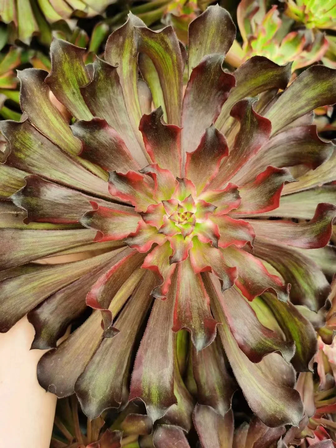 plant Aeonium Echeveria Haworthia  Caudex  Lithops Cactus  Agave 