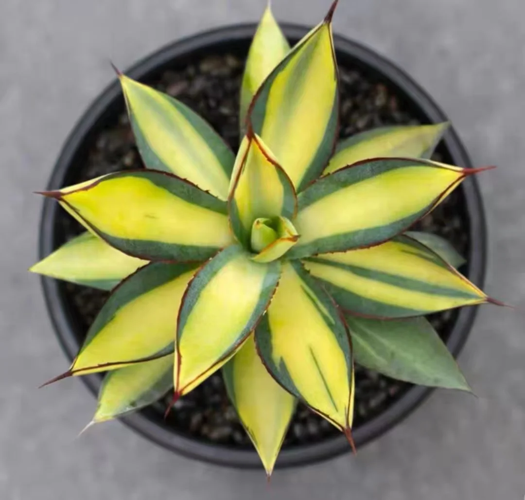 plant Aeonium Echeveria Haworthia  Caudex  Lithops Cactus  Agave 