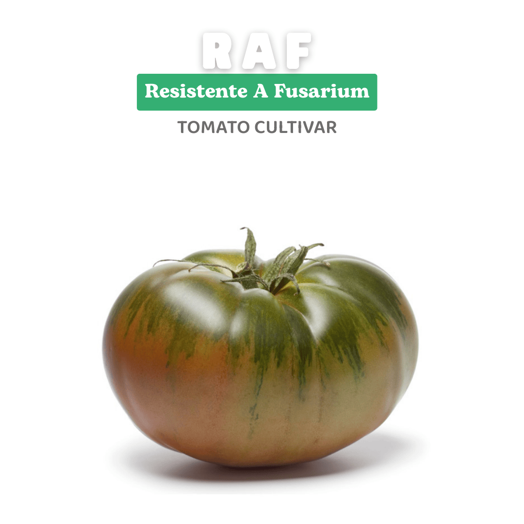 Heirloom Tomato Seeds &ndash; RAF - Full-Flavored