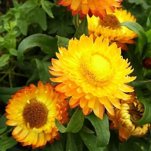 STRAWFLOWER SEEDS - GOLDEN YELLOW