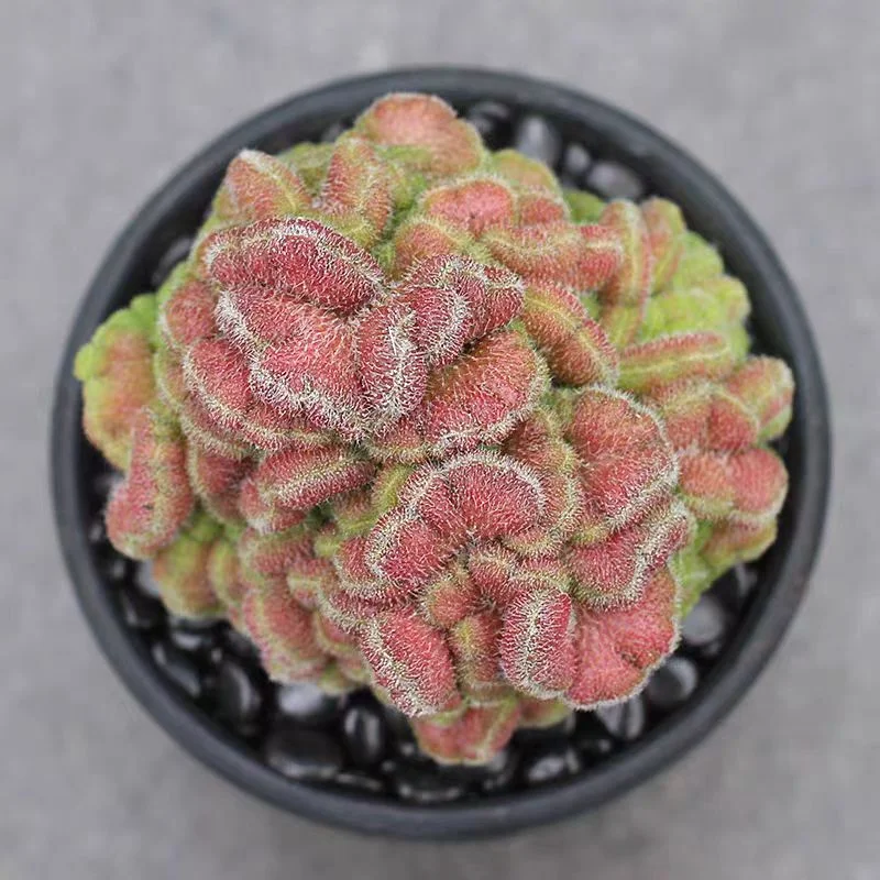 plant Aeonium Echeveria Haworthia  Caudex  Lithops Cactus  Agave 