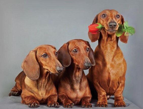 

Cute Dachshund Dogs – Paint By Numbers - 40*50CM, 501 Original