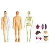 Human organs assembled skeleton anatomy model medical anatomy kit