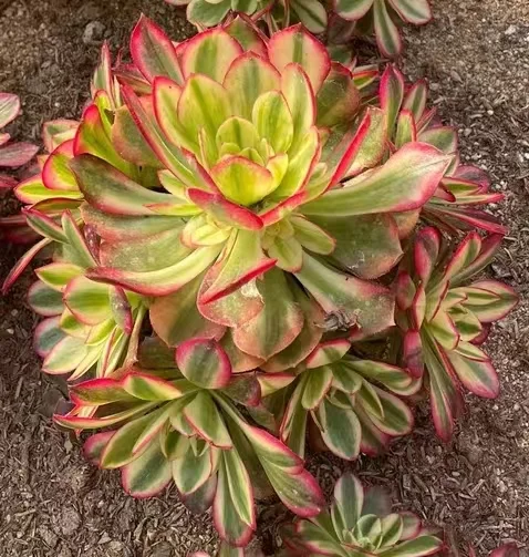 plant Aeonium Echeveria Haworthia  Caudex  Lithops Cactus  Agave 