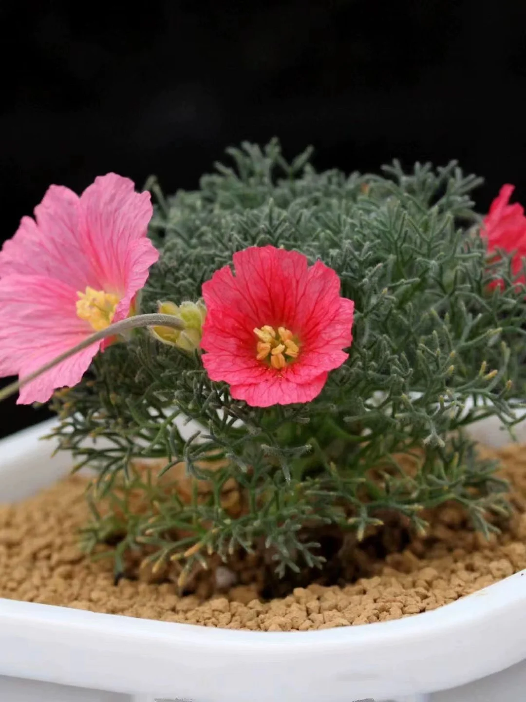 770. Monsonia peniculina  1-1.4cm  / Caudex / Succulent plants / Garden landscape / Carefully select healthy plants