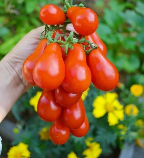 Red Pear-Shaped Tomato Seeds Jonyparkseed®