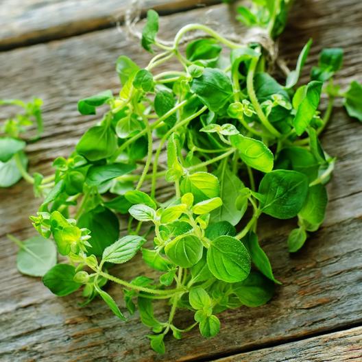 Oregano Seeds Jonyparkseed®