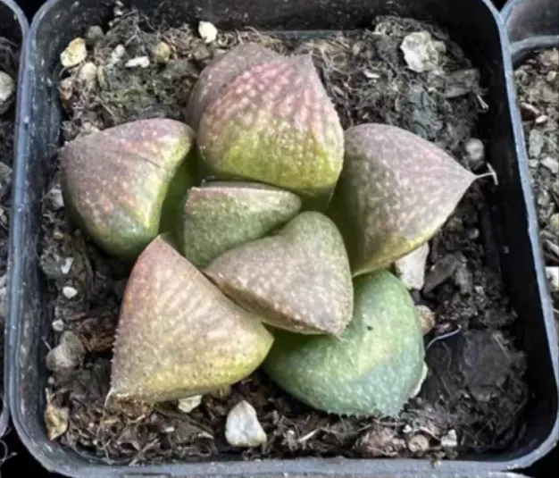 plant Aeonium Echeveria Haworthia  Caudex  Lithops Cactus  Agave 
