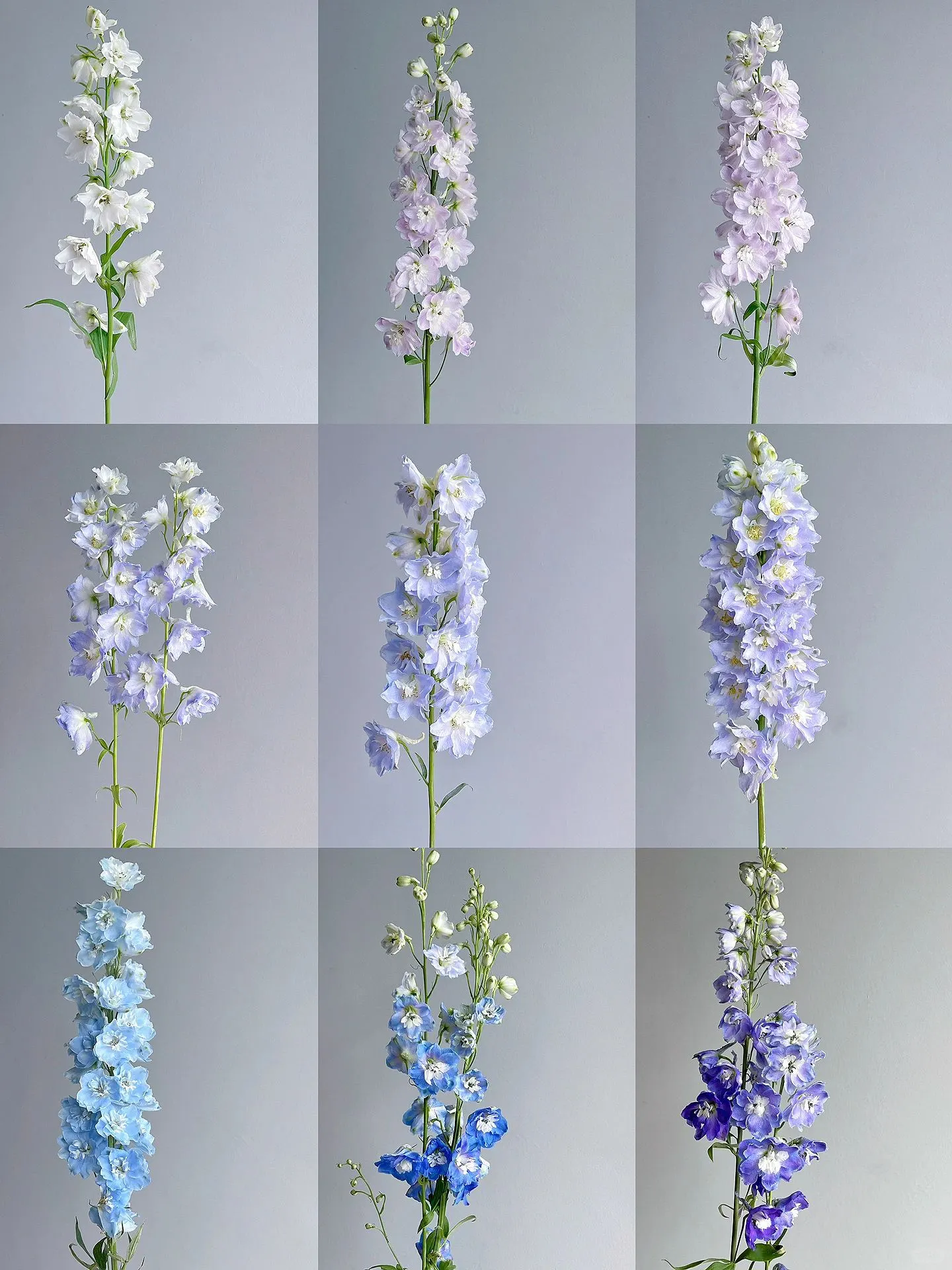 Delphinium Seeds-Mixed 7 Colors