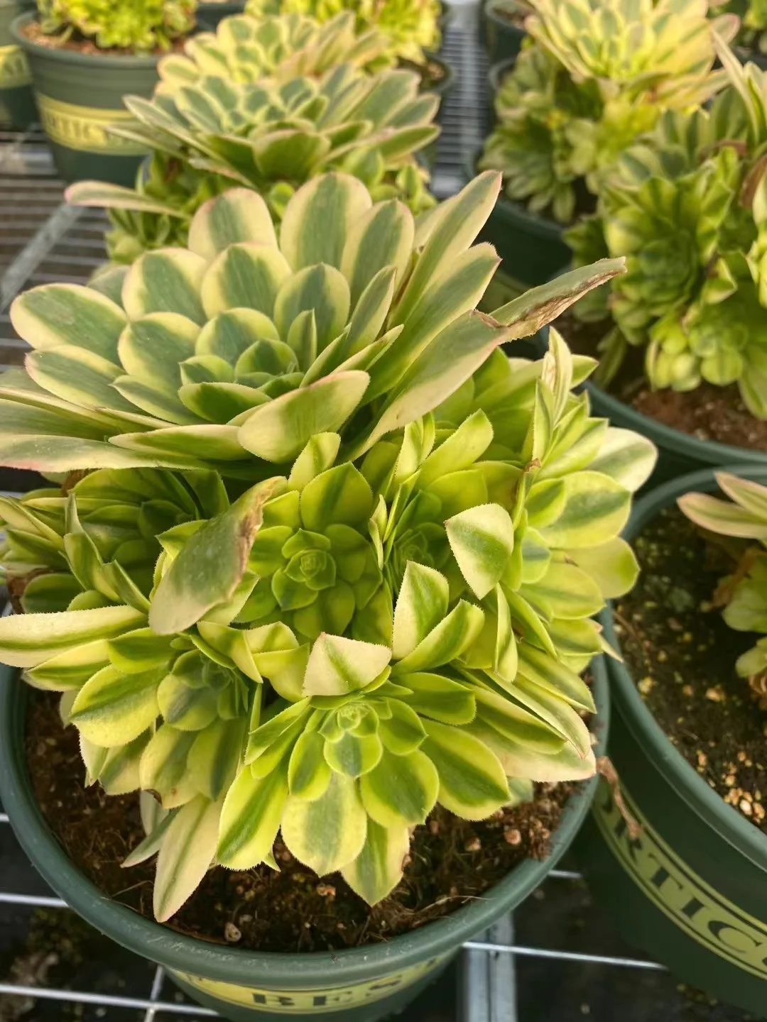 plant Aeonium Echeveria Haworthia  Caudex  Lithops Cactus  Agave 