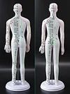 Acupuncture Point Human Body Model Meridian Acupoint Model