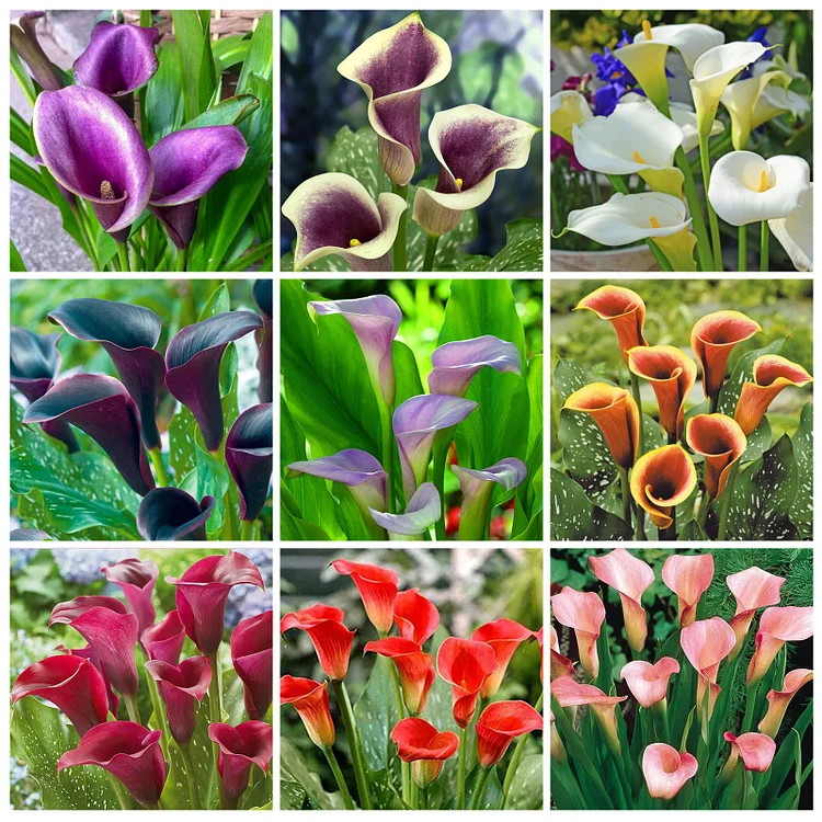 Egrow 50 PCS Calla Lily Seeds Garden Balcony Potted Perennial Flower ...