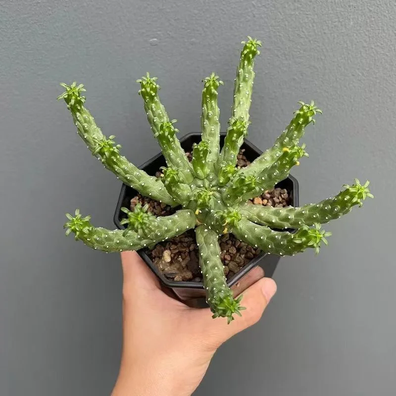 plant Aeonium Echeveria Haworthia  Caudex  Lithops Cactus  Agave 