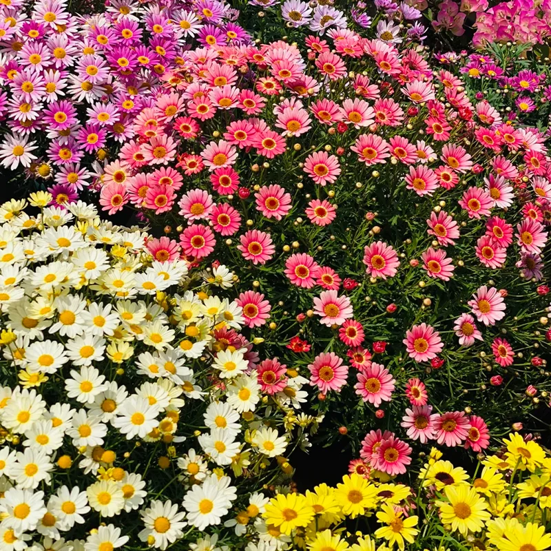 🌼Natural Mosquito Repellent - Pyrethrum seeds