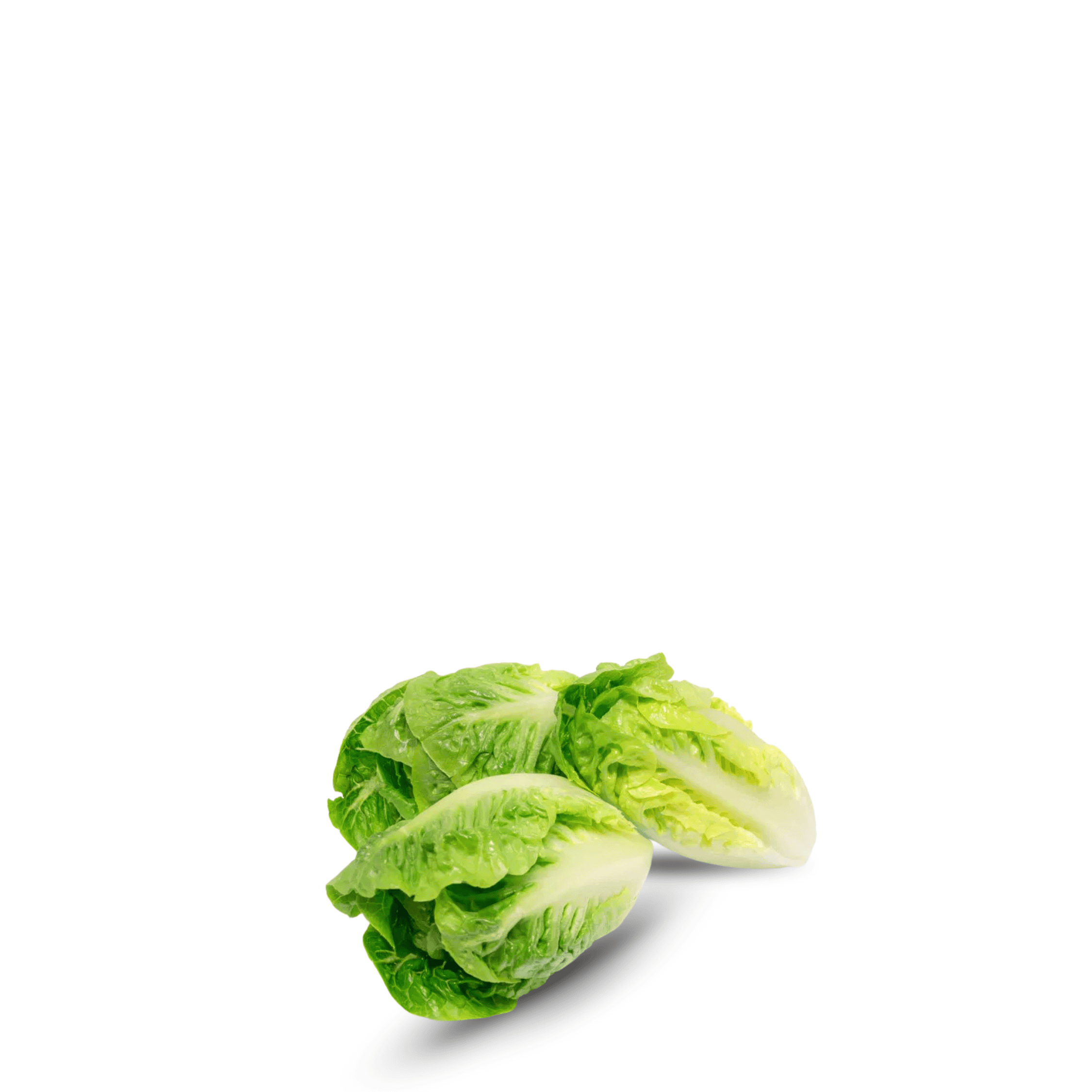 Lettuce Little Gem ( Sucrine )  Seeds &ndash; Sweet Mini Lettuce