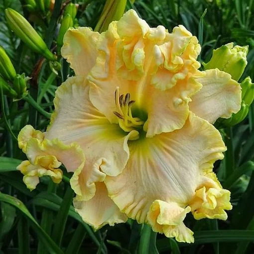 Daylily Hybrid Flowers Seed