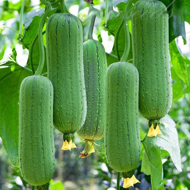 Ridged Loofah Seeds